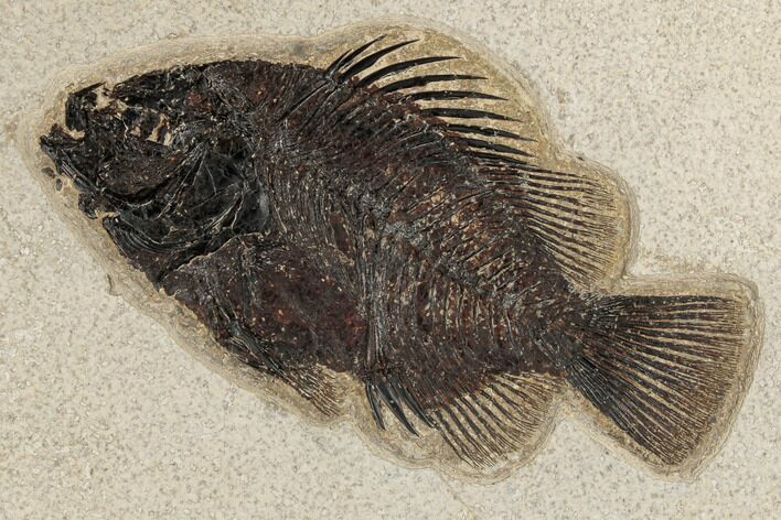 Fossil Fish (Cockerellites) - Green River Formation #189253